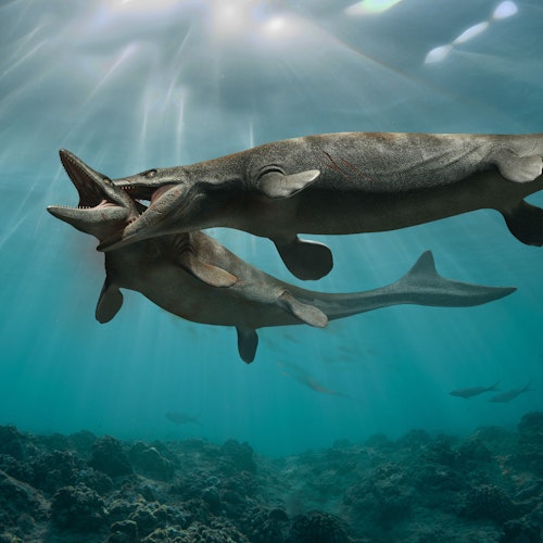 Mosasaurus Fighting stock image