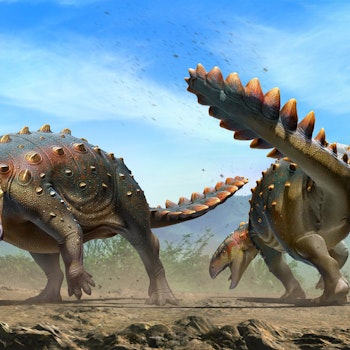 Stegouros elengassen stock image