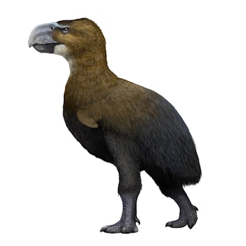 Brontornis stock image