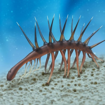 Hallucigenia sparsa stock image