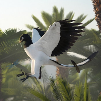 Archaeopteryx Flying stock image