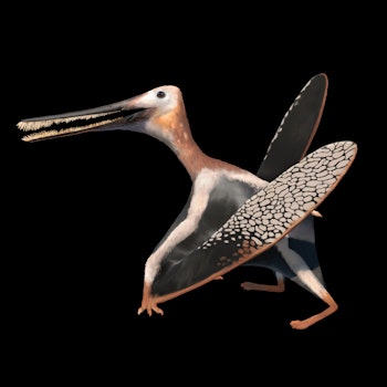 Ctenochasma taqueti stock image