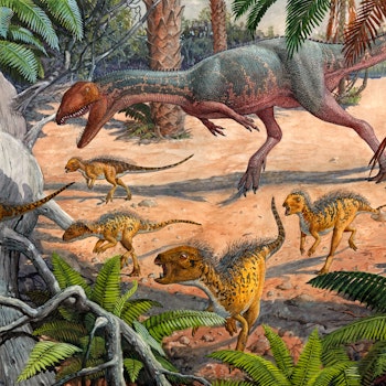 Dracovenator stock image