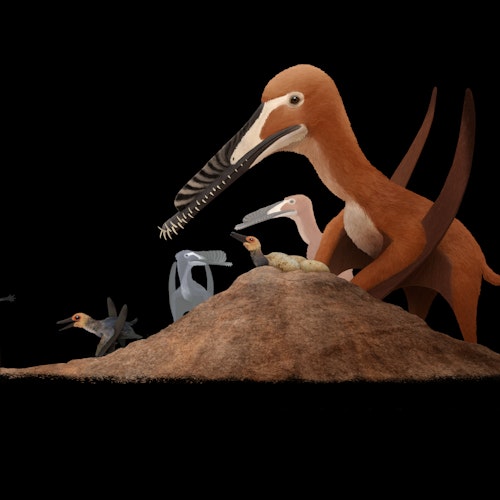 Hamipterus Nest stock image