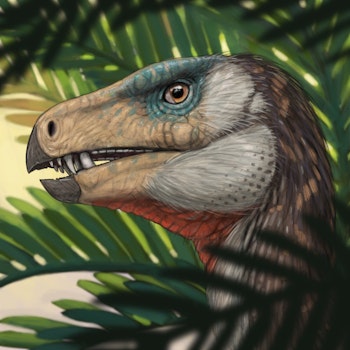 Heterodontosaurus stock image