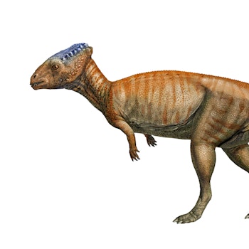 Homalocephale calathocercos stock image