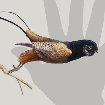 Jiufotang bohaiornithid stock image