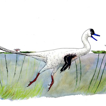 Halszkaraptor escuilliei stock image