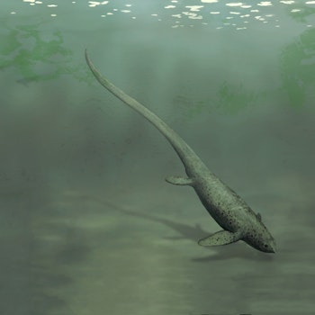 Sclerocormus parviceps stock image