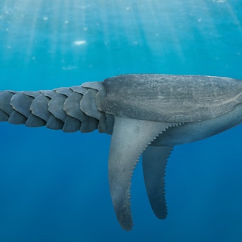 Doryaspis sp. stock image