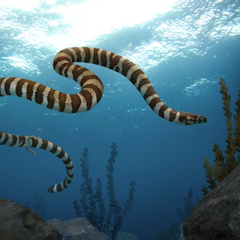 Pachyrhachis problematicus stock image