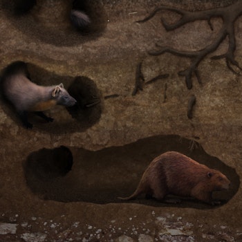 Palaeocastor sp. stock image