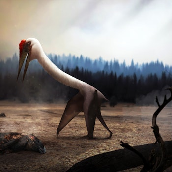 Quetzalcoatlus northropi stock image