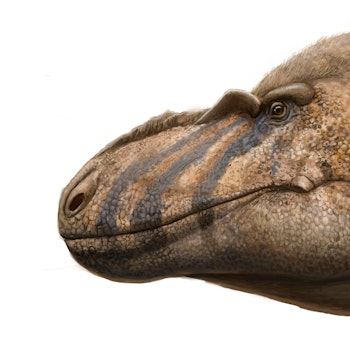 Bistahieversor stock image