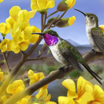 Eulidia yarrelli stock image
