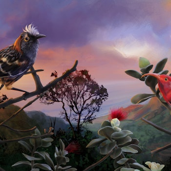 Hawai'ian honeycreepers stock image