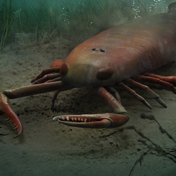 Jaekelopterus sp. stock image