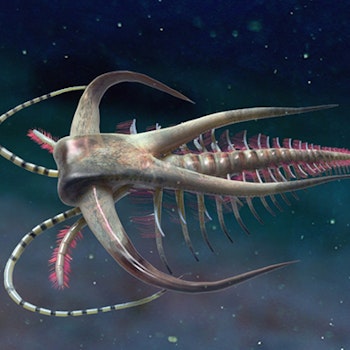 Marrella splendens stock image