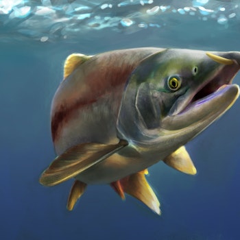 Oncorhynchus rastrosus stock image