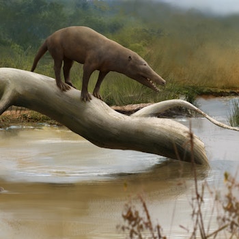 Pakicetus sp. stock image