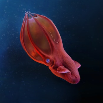 Vampyroteuthis infernalis stock image