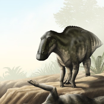 Edmontosaurus annectens stock image