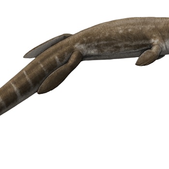 Plesiosuchus stock image