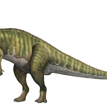 Saurolophus stock image