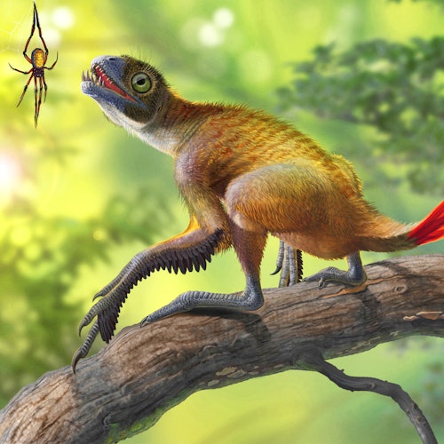 Epidexipteryx hui and Mongolarachne stock image