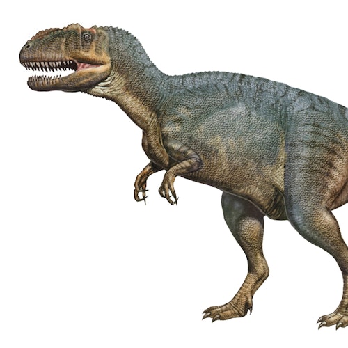 Yangchuanosaurus shangiouensis stock image
